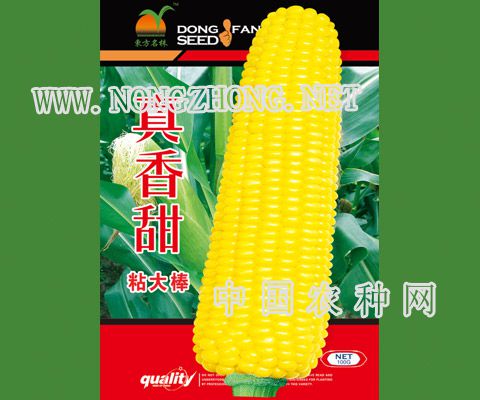 真香甜